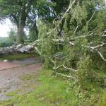 2012_07_19_baum_1