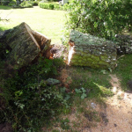 2012_07_19_baum_5