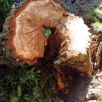 2012_07_19_baum_6