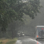 2020-08-09_Baum-auf-Strasse_01