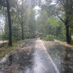 2020-08-09_Baum-auf-Strasse_02