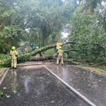 2020-08-09_Baum-auf-Strasse_04