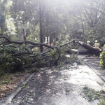 2020-08-09_Baum-auf-Strasse_05