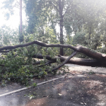 2020-08-09_Baum-auf-Strasse_06