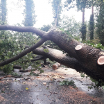 2020-08-09_Baum-auf-Strasse_07