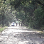 2020-08-09_Baum-auf-Strasse_09