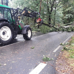 2020-08-09_Baum-auf-Strasse_10