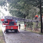 2020-08-09_Baum-auf-Strasse_12