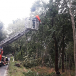 2020-08-09_Baum-auf-Strasse_15